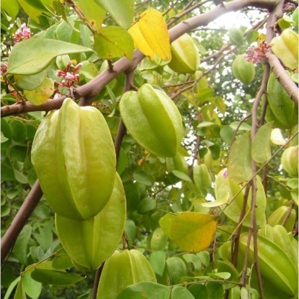 Kamrak - Star Fruit